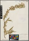 Foto von Salix acmophylla Boiss.